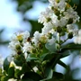 Kép 1/3 - Lagerstroemia indica 'Nivea' / Fehér virágú kínai selyemmirtusz
