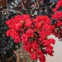 Kép 2/2 - Lagerstroemia 'Red Hot' / Piros virágszínű bordó levelű kínai selyemmirtusz