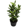 Kép 2/2 - Laurus nobilis / Nemes babér