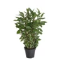 Kép 2/2 - Laurus nobilis / Nemes babér