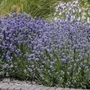 Kép 2/2 - Lavandula angustifolia 'Cleo-Patio' / Közönséges levendula
