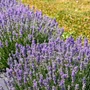 Kép 2/2 - Lavandula angustifolia 'Dwarf Blue' / Közönséges levendula