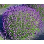 Kép 2/2 - Lavandula angustifolia 'Hidcote Blue' / Sötétkék virágú levendula