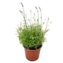 Kép 1/2 - Lavandula angustifolia 'Hidcote Blue' / Sötétkék virágú levendula