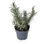 Kép 1/2 - Lavandula angustifolia 'Munstead' / Közönséges levendula