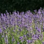 Kép 2/2 - Lavandula angustifolia 'Siesta' / Angol levendula