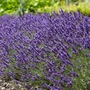 Kép 2/2 - Lavandula angustifolia 'SuperBlue' / Angol levendula