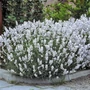 Kép 2/2 - Lavandula angustifolia 'Elegance Snow' / Fehér virágszínű levendula