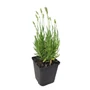 Kép 1/2 - Lavandula angustifolia 'Elegance Snow' / Fehér virágszínű levendula