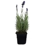 Kép 1/3 - Lavandula 'Hidcote Blue' / Sötétkék levendula