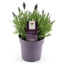 Kép 1/2 - Lavandula stocheas / Tollas levendula