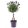 Kép 1/2 - Lavandula stocheas fa / Tollas levendula