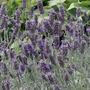 Kép 2/2 - Lavandula x chaytorae 'Richard Grey' / Levendula