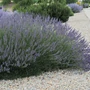 Kép 2/2 - Lavandula x intermedia 'Grosso' / Angol levendula