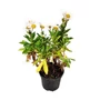 Kép 1/2 - Leucanthemum nipponicum / Japán margitvirág