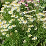 Kép 2/2 - Leucanthemum vulgare 'Maikönigin' / Réti margitvirág