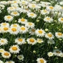 Kép 2/3 - Leucanthemum x superbum 'Crazy Daisy' / Évelő margaréta