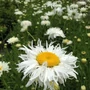 Kép 3/3 - Leucanthemum x superbum 'Crazy Daisy' / Évelő margaréta