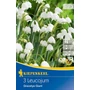 Kép 1/2 - Leucojum aestivum 'Gravetye Giant' / Nyári tőzike virághagyma