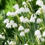 Kép 2/2 - Leucojum aestivum 'Gravetye Giant' / Nyári tőzike virághagyma