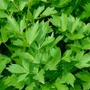 Kép 2/2 - Levisticum officinale / Lestyán