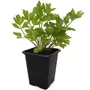 Kép 1/2 - Levisticum officinale / Lestyán