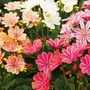 Kép 2/3 - Lewisia cotyledon 'Elise mix' / Dohánygyökér