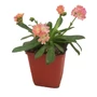 Kép 1/3 - Lewisia cotyledon 'Elise mix' / Dohánygyökér