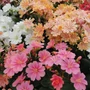 Kép 3/3 - Lewisia cotyledon 'Elise mix' / Dohánygyökér