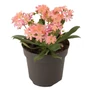 Kép 1/2 - Lewisia cotyledon / Dohánygyökér