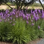 Kép 2/2 - Liatris spicata 'Kobold' / Törpe füzéres díszcsorba
