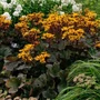 Kép 2/2 - Ligularia dentata 'Midnight Lady' / Kínai hamuvirág