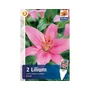 Kép 2/2 - Lilium 'Asiatic Pink' / Ázsiai liliom
