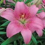 Kép 1/2 - Lilium 'Asiatic Pink' / Ázsiai liliom