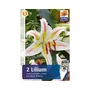 Kép 2/2 - Lilium 'Garden Party' / Ázsiai liliom