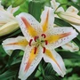Kép 1/2 - Lilium 'Garden Party' / Ázsiai liliom
