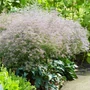 Kép 2/2 - Limonium latifolium / Széleslevelű sóvirág