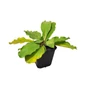 Kép 1/2 - Limonium latifolium / Széleslevelű sóvirág