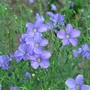 Kép 2/2 - Linum perenne / Évelő len