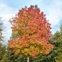 Kép 2/3 - Liquidambar styraciflua / Amerikai ámbrafa