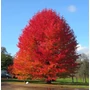 Kép 1/5 - Liquidambar styraciflua / Amerikai ámbrafa