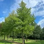 Kép 2/5 - Liquidambar styraciflua / Amerikai ámbrafa