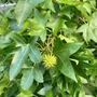 Kép 3/5 - Liquidambar styraciflua / Amerikai ámbrafa