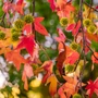 Kép 4/5 - Liquidambar styraciflua / Amerikai ámbrafa