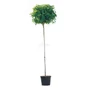 Kép 1/2 - Liquidambar styraciflua 'Gumball' / Gömb amerikai ámbrafa (3/4 törzses)
