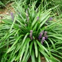 Kép 2/2 - Liriope muscari / Gyöngyikés gyepliliom