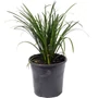 Kép 1/2 - Liriope muscari / Gyöngyikés gyepliliom