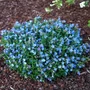 Kép 2/2 - Lithodora diffusa 'Tidepool Sky Blue' / Alacsony kőmagcserje