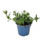 Kép 1/2 - Lithodora diffusa 'Tidepool Sky Blue' / Alacsony kőmagcserje