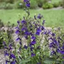 Kép 2/2 - Lobelia speciosa 'Starship Blue' / Kék virágszínű pompás lobélia